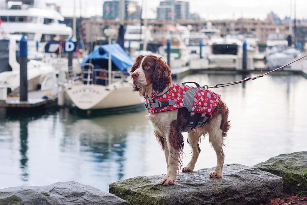 10 Tips for Boating With Pets