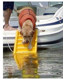 life jacket dog