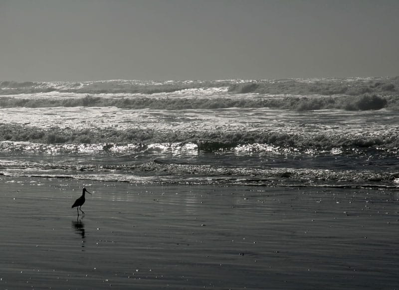 Bird next to water on a beach