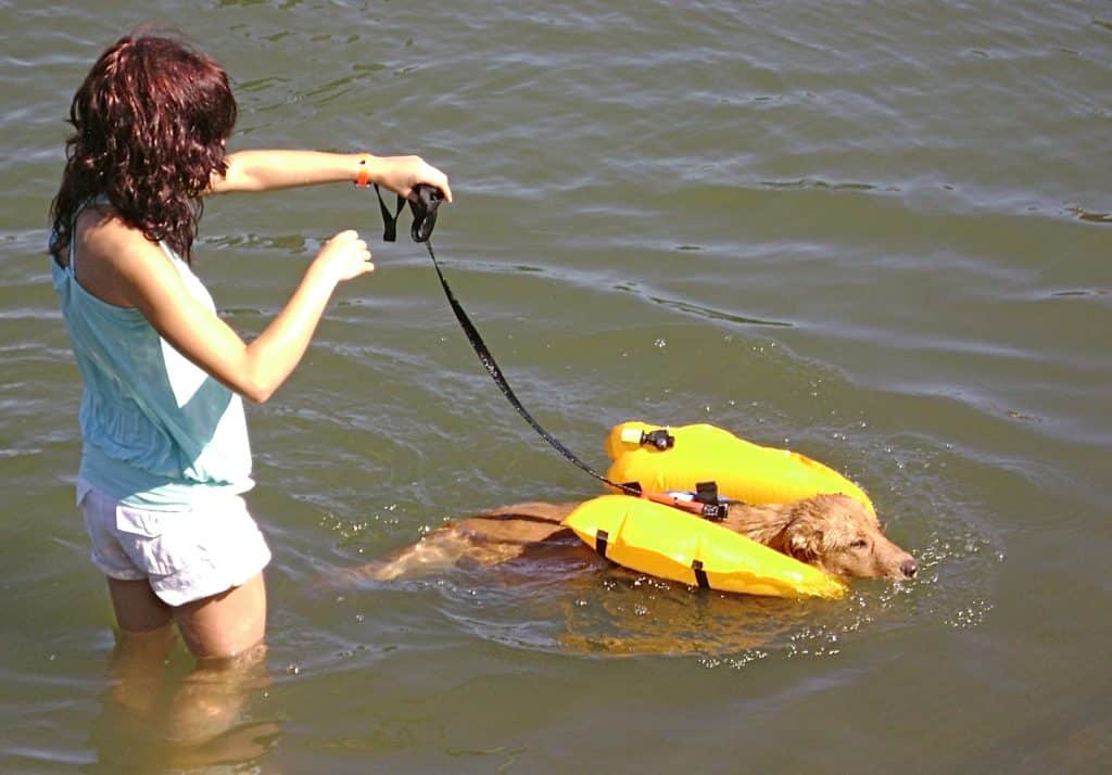 Swimming dog in a life jacket