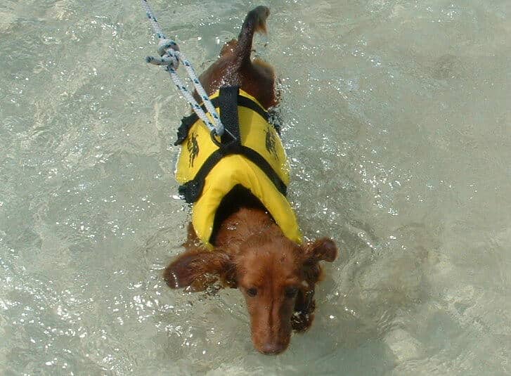 Swimming dog in a life jacket