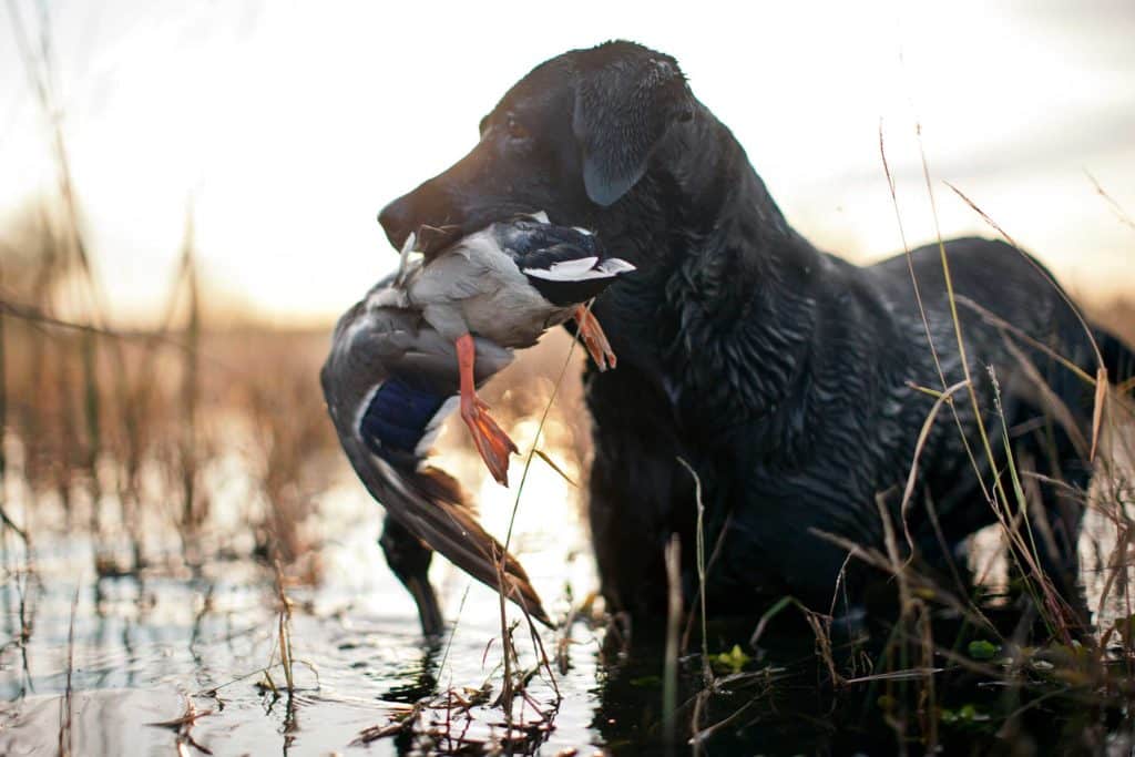 Dog with a duck